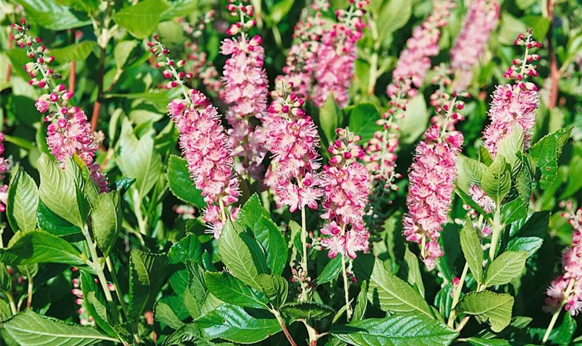 Silberkerzenstrauch 'Ruby Spice'