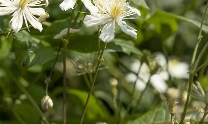 Clematis flammula