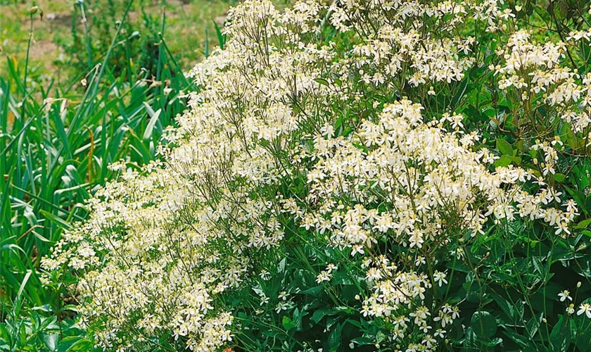 Clematis recta 'Grandiflora'