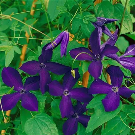 Clematis flammula 'Pretty in Blue'