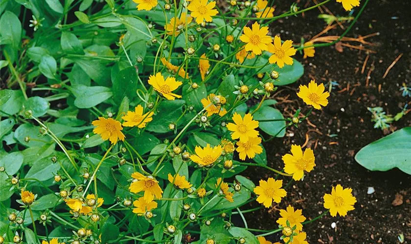 Kleines Garten-Mädchenauge 'Nana'