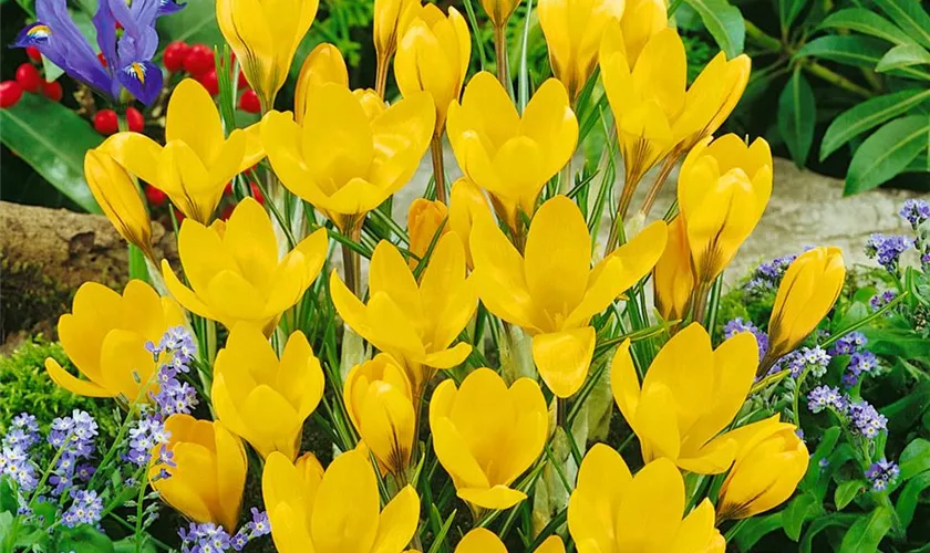 Crocus vernus 'Gelbe Riesen'