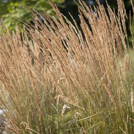 Calamagrostis x acutiflora