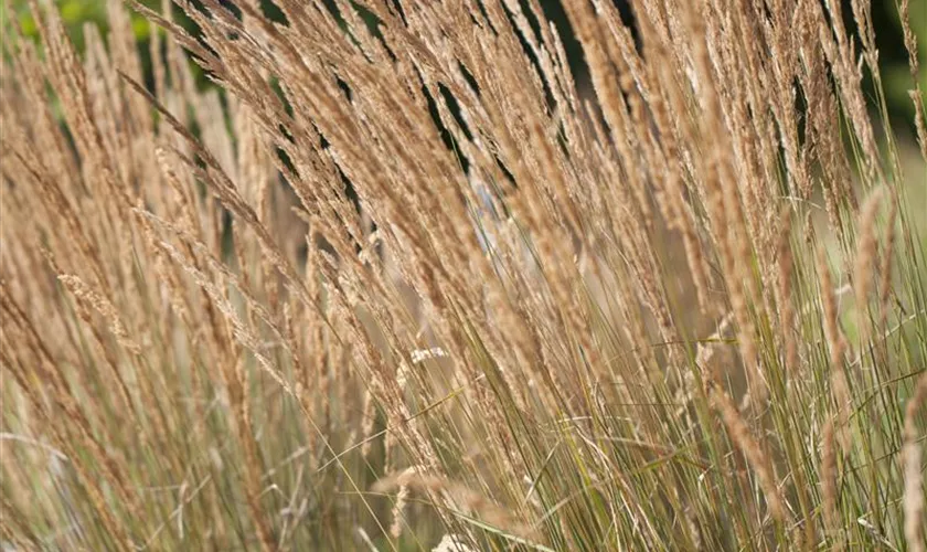 Garten-Reitgras 'Avalanche'