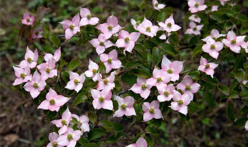 Japanischer Blumen-Hartriegel 'Mount Fuji'