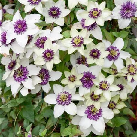 Clematis florida 'Viennetta'