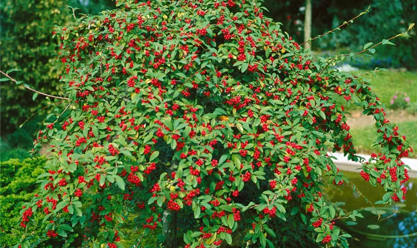 Wintergrüne Hängemispel 'Pendulus'