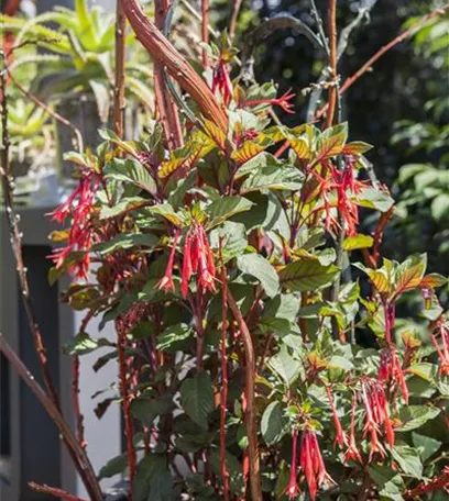 Winterschlaf für Geranien und Fuchsien