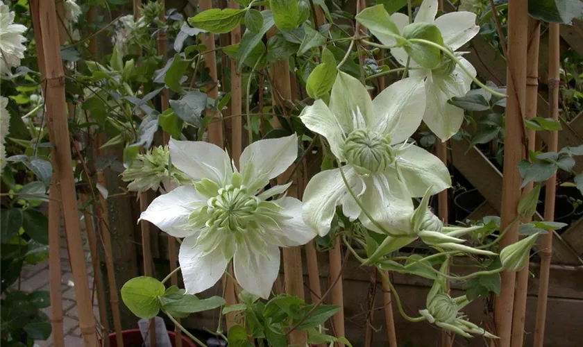 Clematis florida 'Alba Plena'