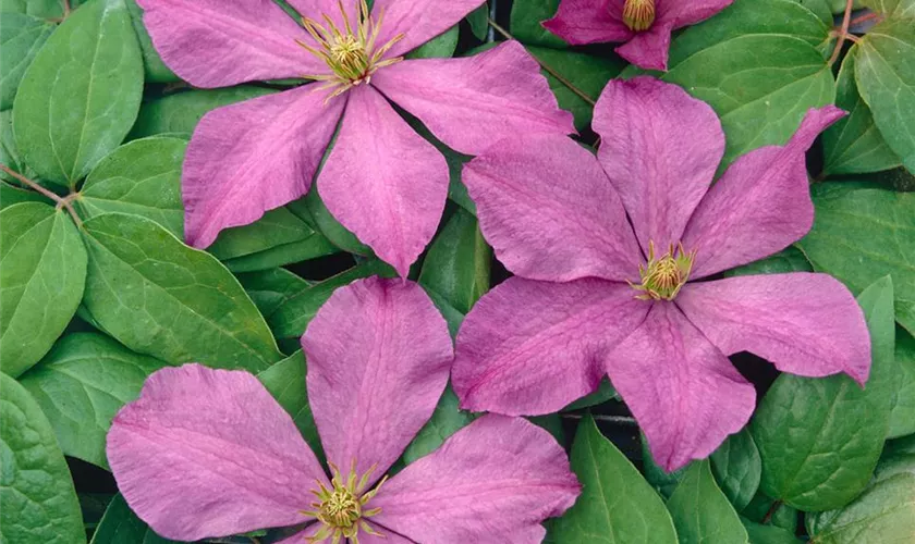 Clematis 'Royal Velvet'