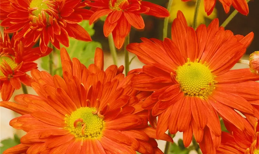 Garten-Winteraster 'Kleiner Bernstein'