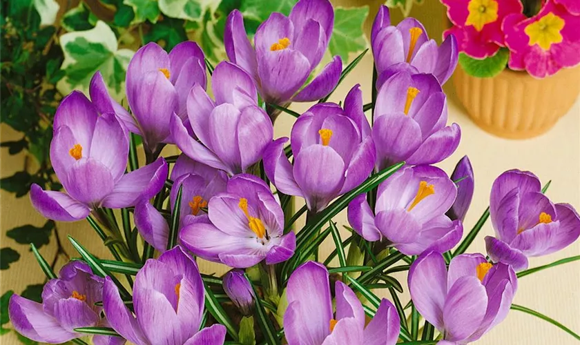 Crocus vernus 'Remembrance'