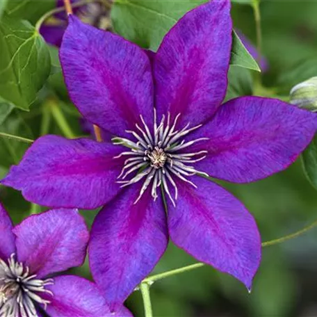 Clematis florida 'Cassis'