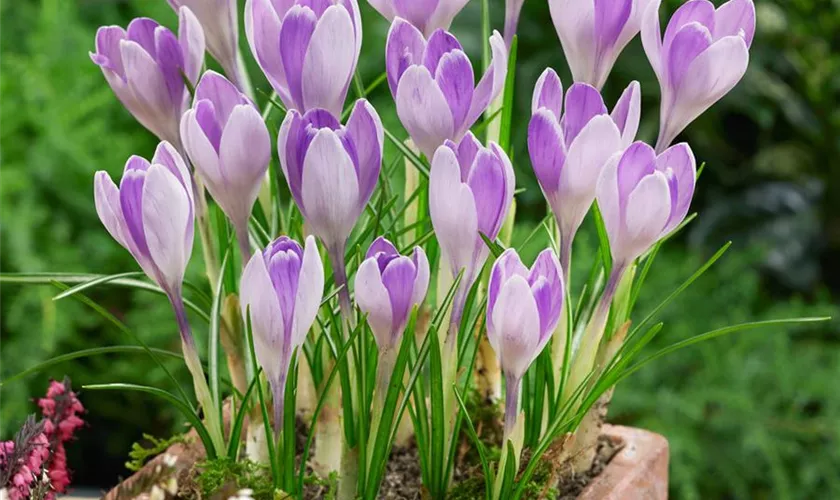 Crocus vernus 'Vanguard'