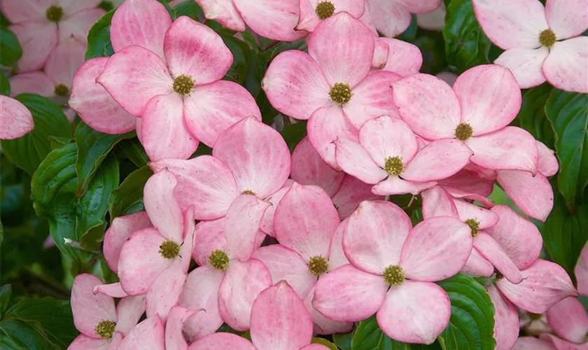 Japanischer Blumen-Hartriegel 'Rosy Teacups'