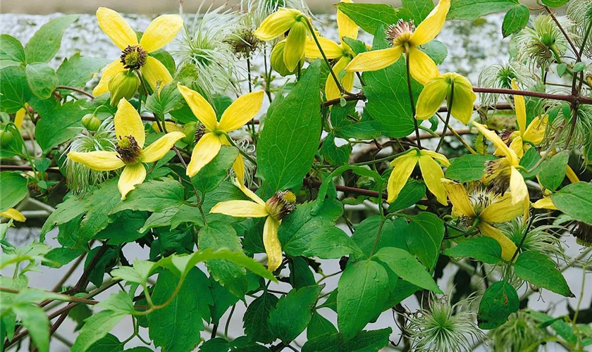 Clematis serratifolia