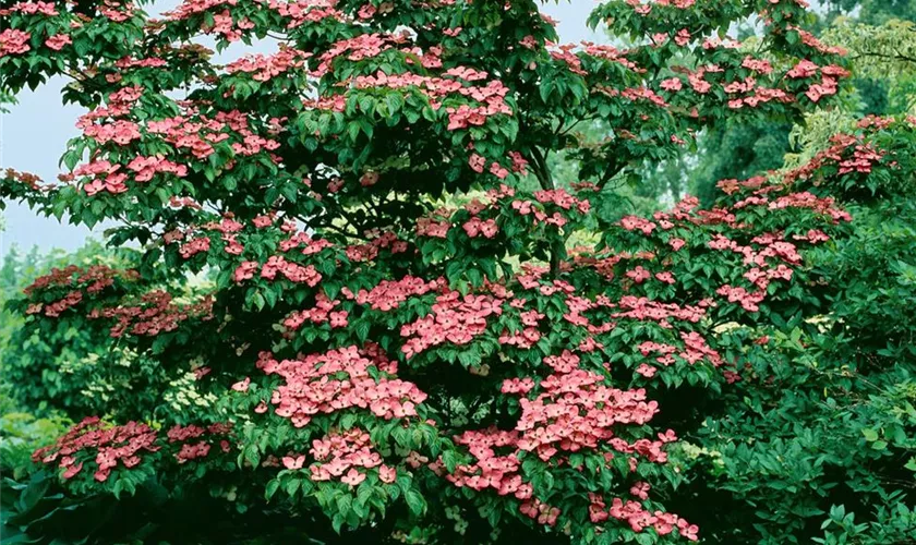 Japanischer Blumen-Hartriegel 'Satomi'®