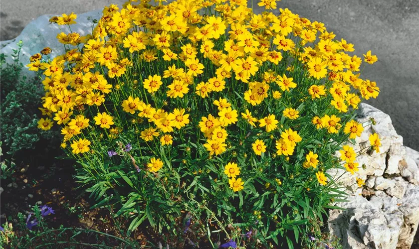 Coreopsis grandiflora 'Christchurch'