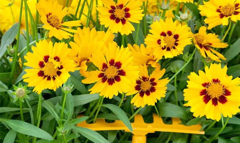 Coreopsis grandiflora 'Domino'