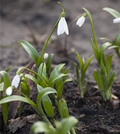 Schneeglöckchen pflanzen – Frühlingsboten im Garten