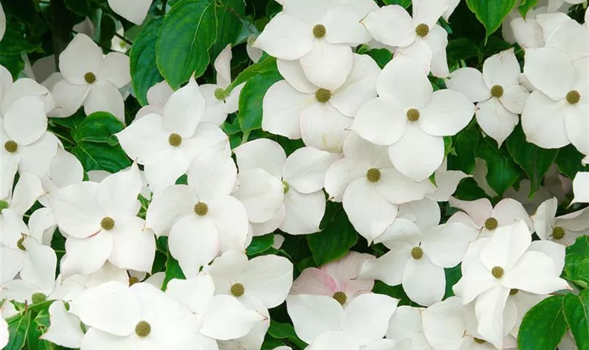 Japanischer Blumen-Hartriegel 'Speciosa'