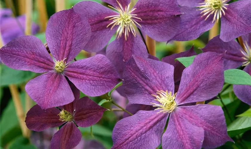 Clematis 'Star of India'