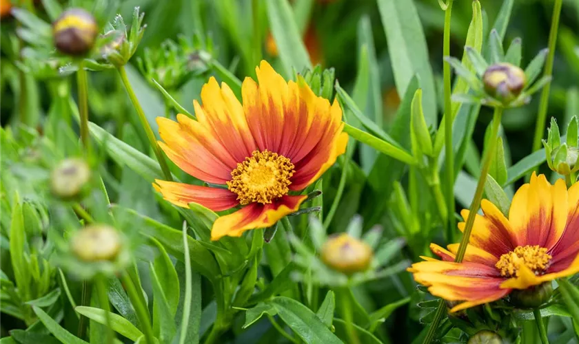 Coreopsis grandiflora 'Little Bang'