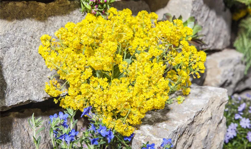 Felsen-Steinkraut