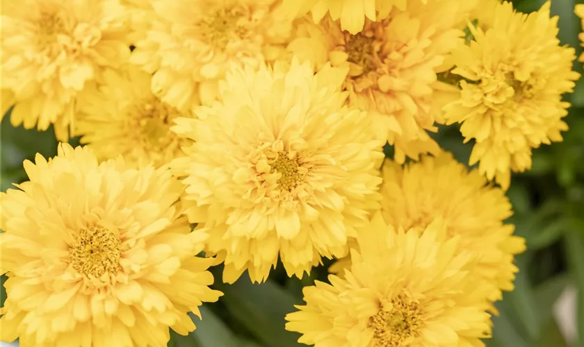 Coreopsis grandiflora 'Moonswirl'