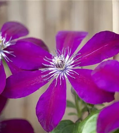 Clematis – die robuste Kletterpflanze im Garten