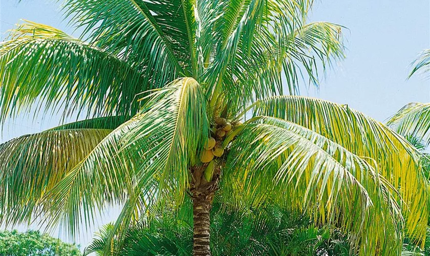 Cocos nucifera