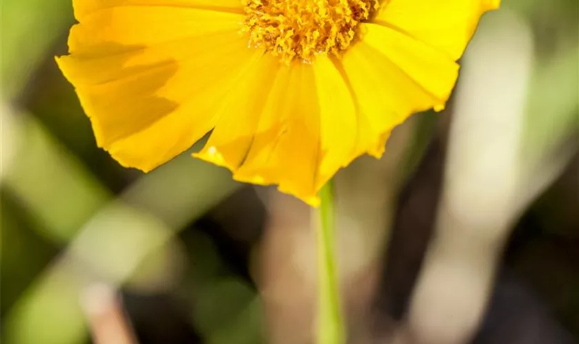 Coreopsis grandiflora 'Schnittgold'