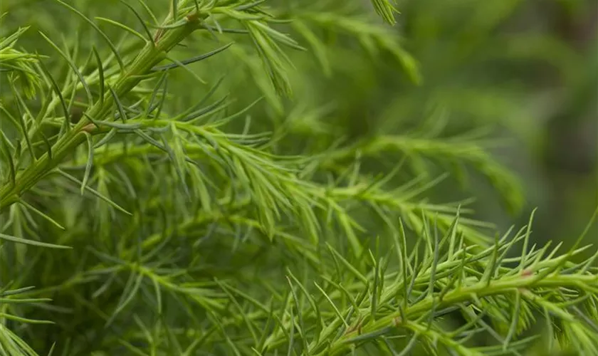 Hahnenkamm-Sicheltanne 'Elegans Viridis'