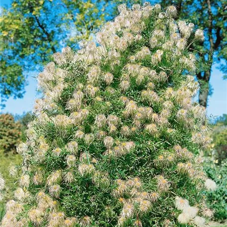 Clematis tangutica 'Anita'