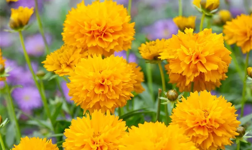 Coreopsis grandiflora 'Solanna Golden Ball'