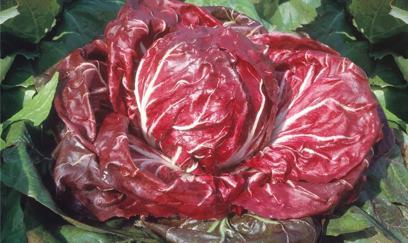 Radicchio 'Rossa di Verona'