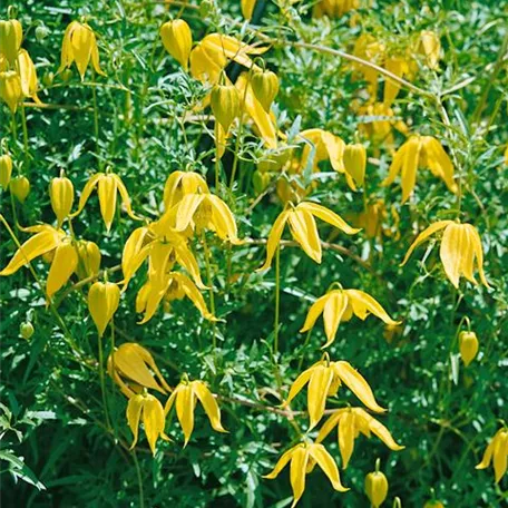 Clematis tangutica 'Lambton Park'