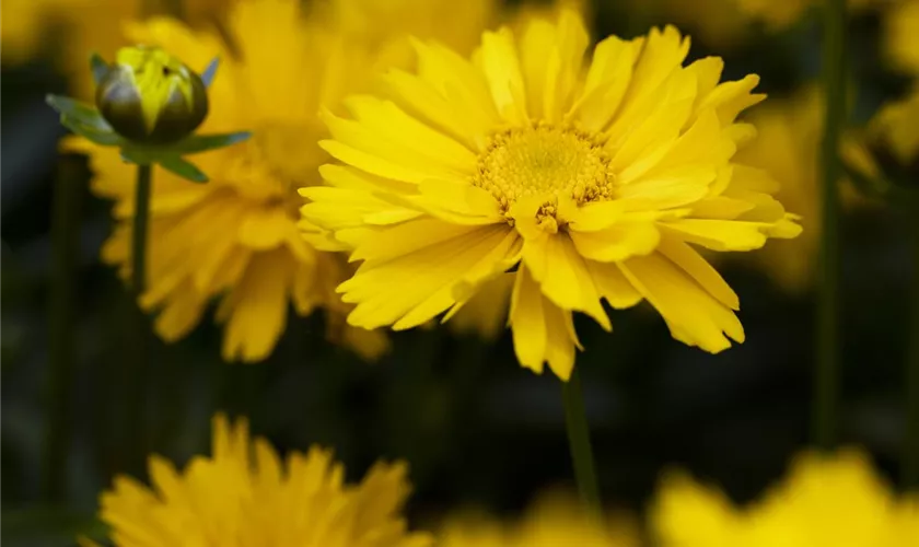 Coreopsis grandiflora 'SunSwirl'