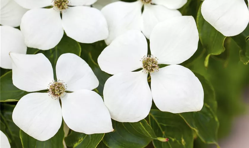 Japanischer Blumen-Hartriegel 'White Fountain'