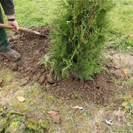 Lebensbaum - Einpflanzen im Garten