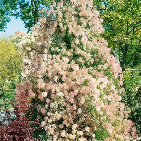 Clematis tangutica 'Radar Love'