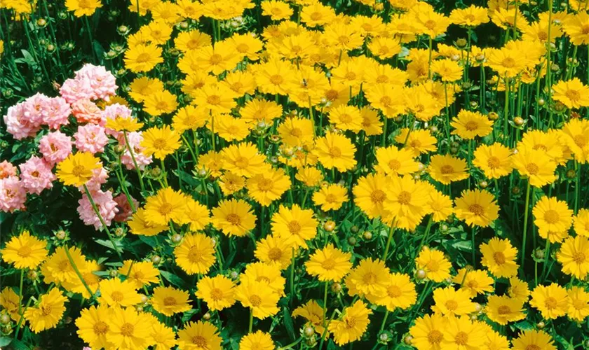 Kleines Garten-Mädchenauge 'Lichtstad'