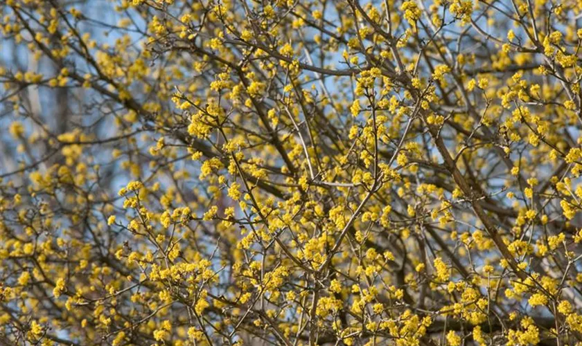 Kornelkirsche 'Golden Glory'