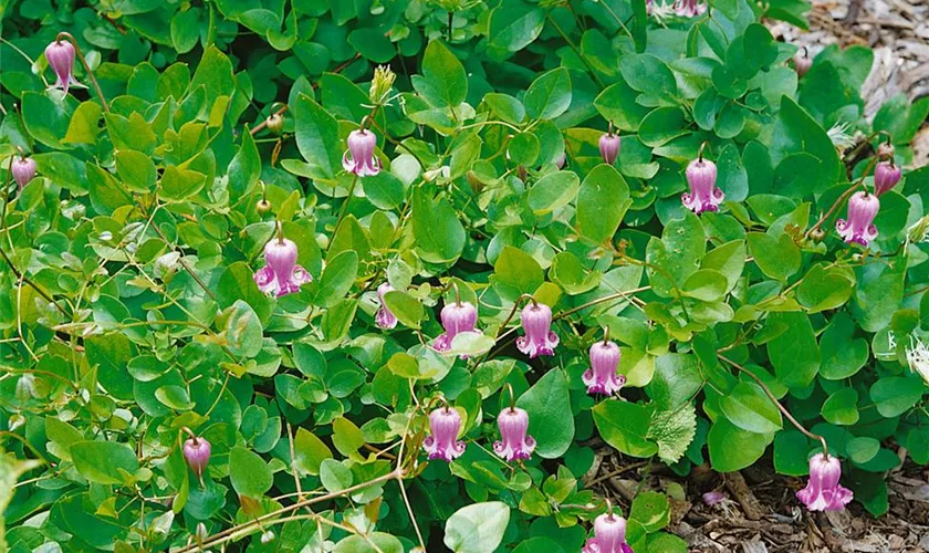 Großblättrige Garten-Waldrebe 'Pink Dwarf'