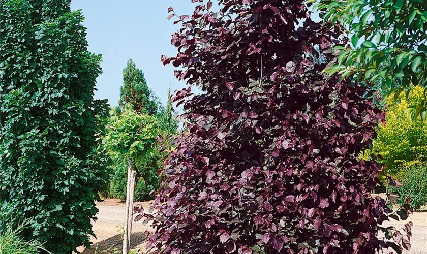 Corylus colurna 'Granat'