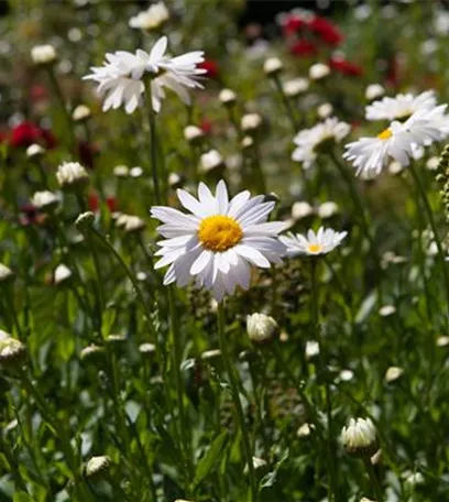 Pflegeleichter Garten: Wohlfühloase trotz wenig Zeit