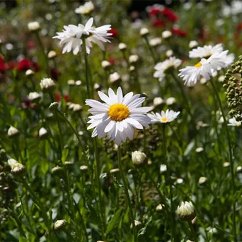 Zurück zur Natur – die Wildblumenwiese ist ein großer Schritt dahin