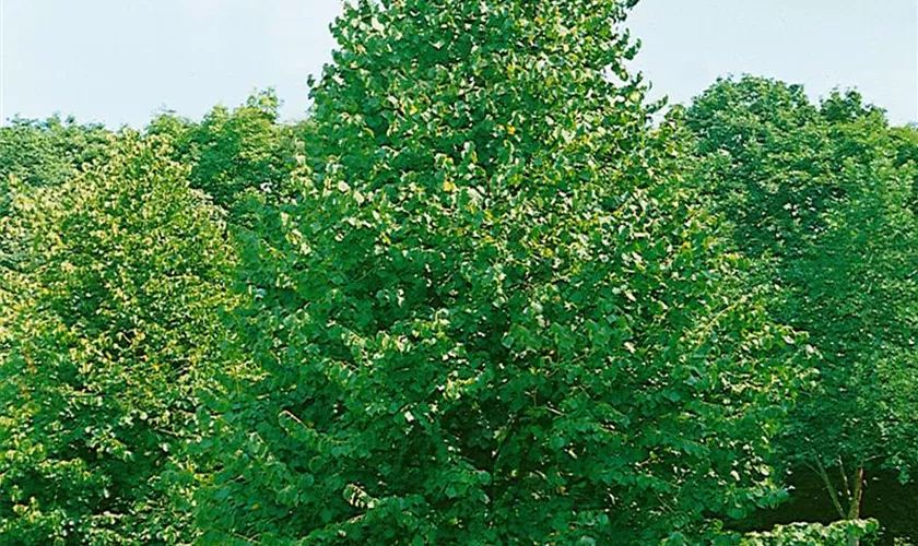 Corylus colurna 'Reade Fries'