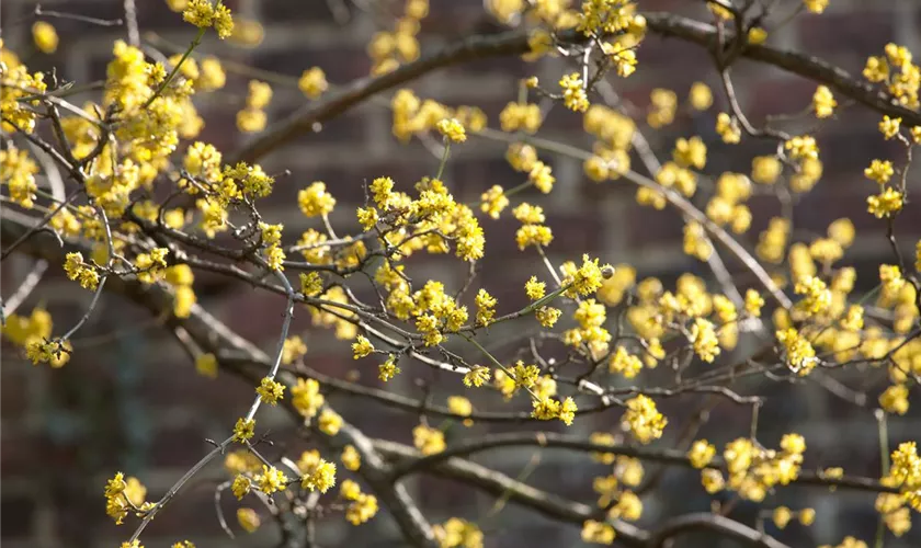 Kornelkirsche 'Aurea Elegantissima'