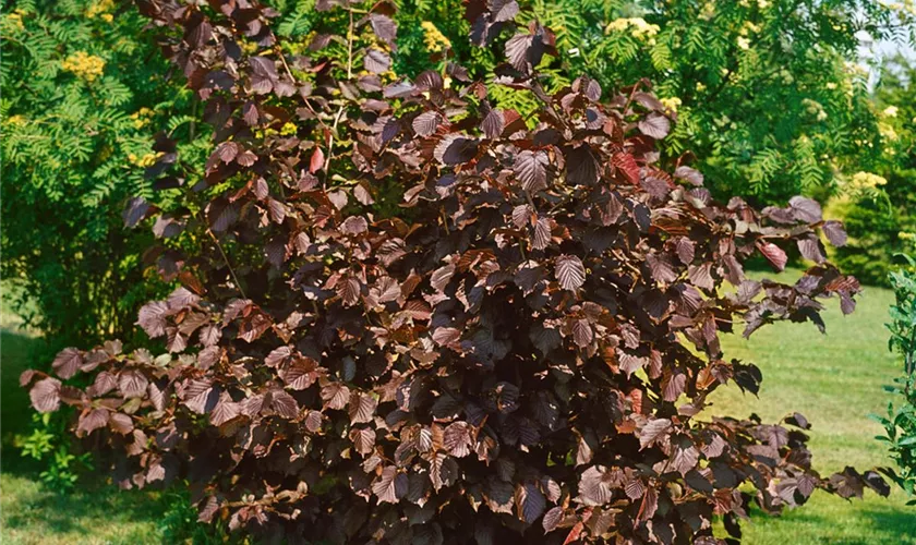 Corylus maxima 'Purpurea'